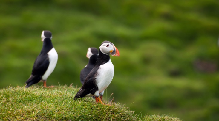 puffin iceland april